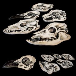 Skull Plates