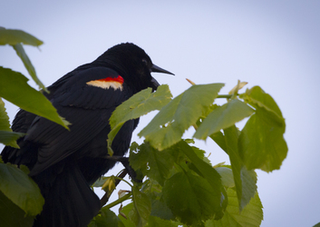 Squawking Blackbird