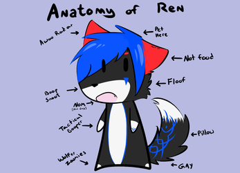 Anatomy of Ren