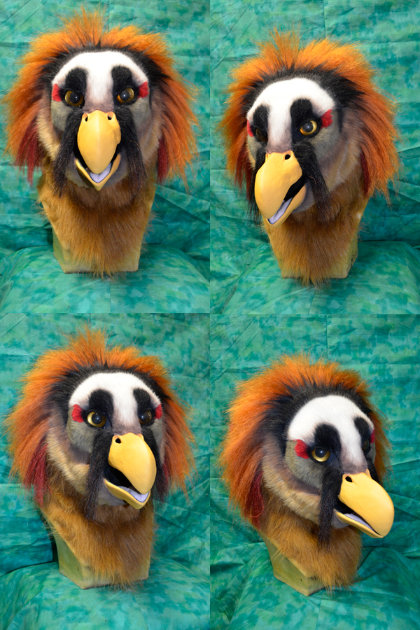 Bearded Vulture head — Weasyl
