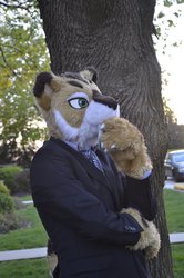 Business Professional Kitty 4