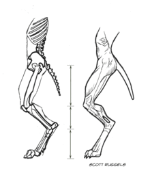 Lupine Leg anatomy
