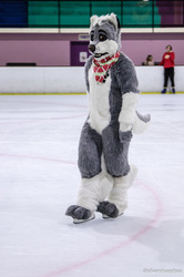 Furries on Ice 2017: Gliding Husky