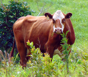 Hawaiian Cow