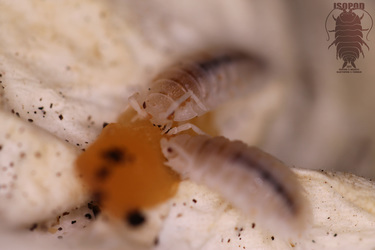 Orange Dalmatian Isopod