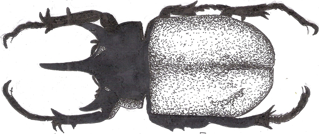 E.gracilicornis