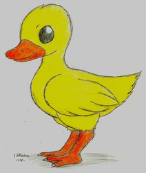 It a duck