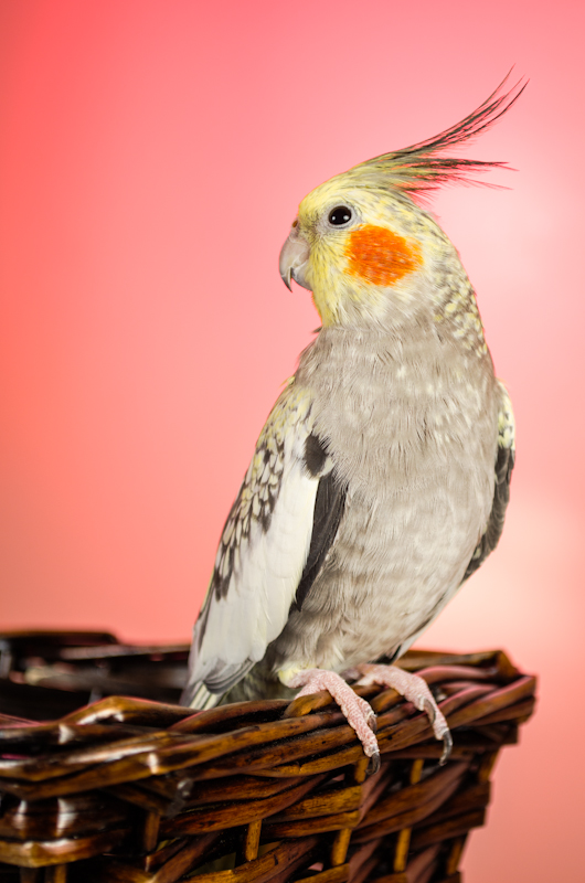 Most recent image: Bird on a Basket