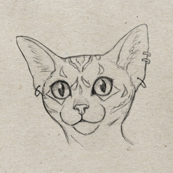 Cat sketch