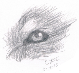 Wolf Eye