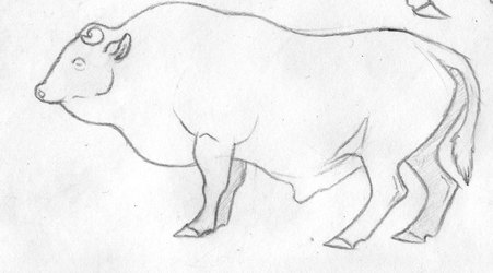bull sketch