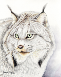 Lynx Canadensis