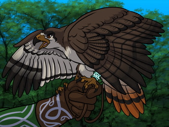 Falconry hawk
