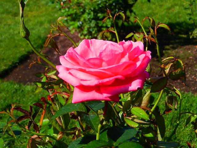 Even pinker rose