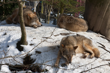 wolves are so lazy ^^