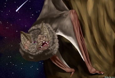 Vampire Bat Speedpaint