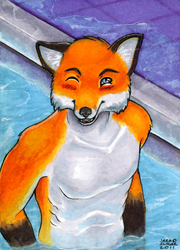 A Wet Fox
