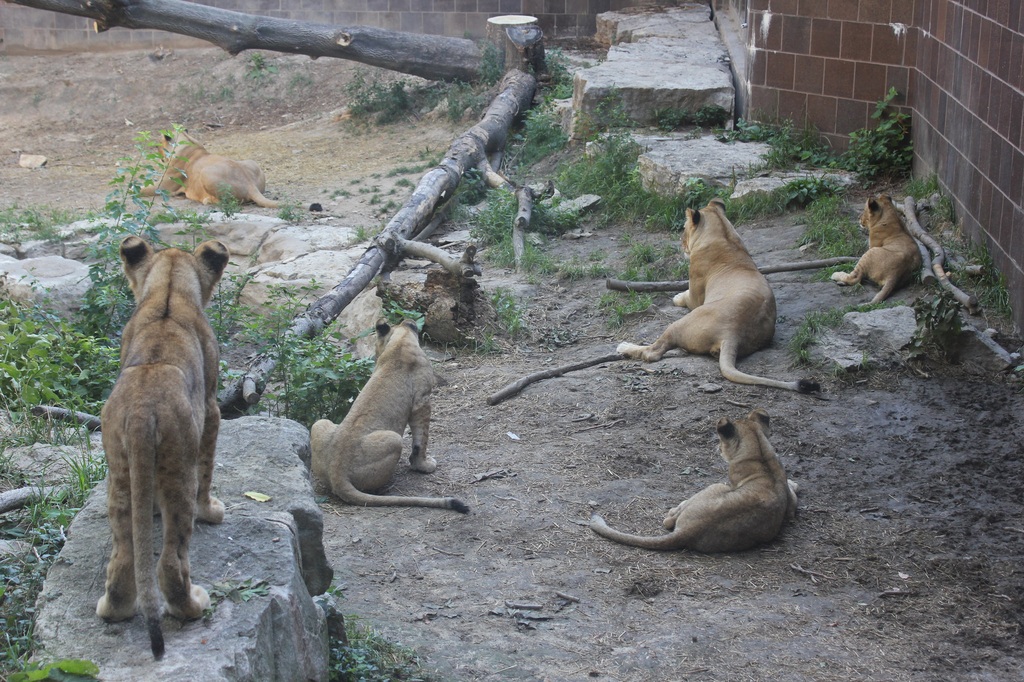 More Lion Cubs