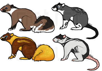 $3 rat and squirrel adopts (OPEN)