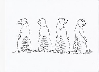 Meerkat Quartet - Daily Doodle