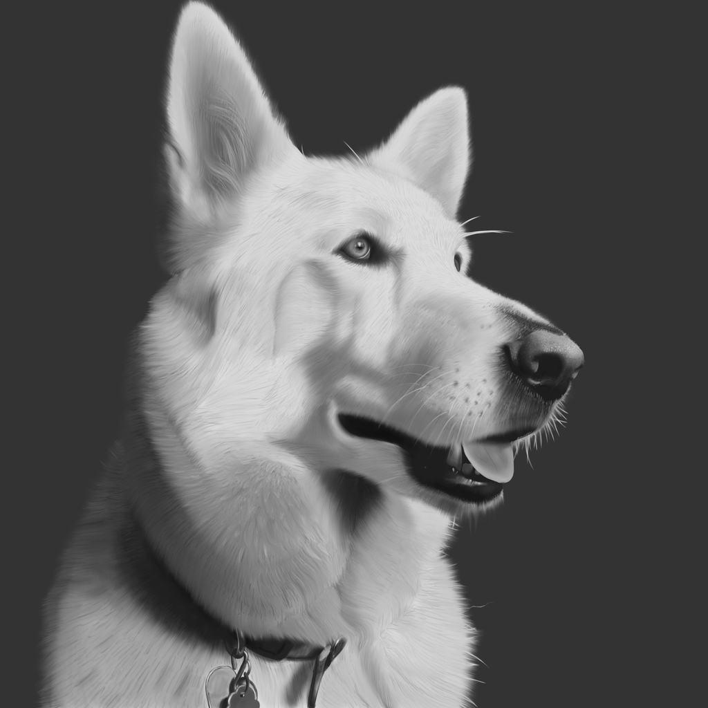 Portrait of Misha the White German Shepherd dog