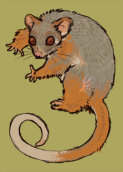 ringtail possum