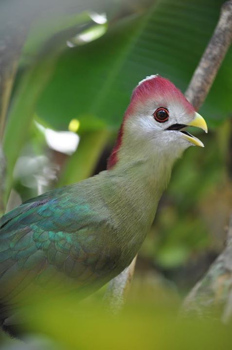 Red-crested Turaco 2