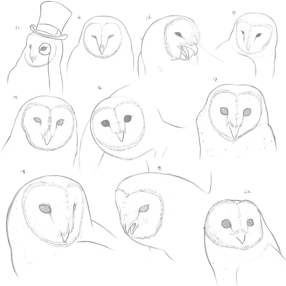 11-20 Barn Owl