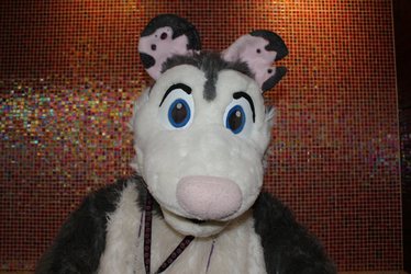 Poly Opossum head profile