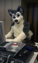 Husky at work