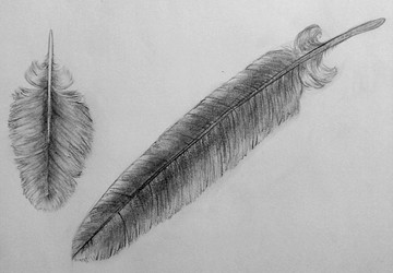 Feather Sketch Practice 2