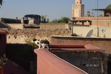 Cats of : Morocco Marrakesh #14