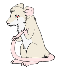 Cinamon the rat
