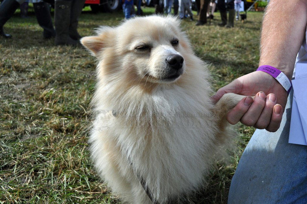 Pomeranian Type Dog II