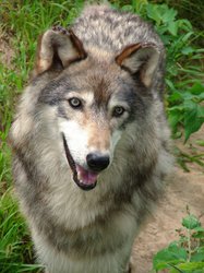 Happy wolf