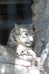 Snow leopard looking down