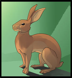Belgian Hare