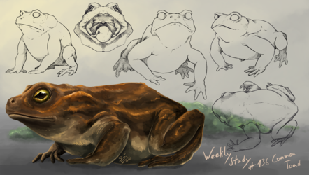 WeeklyStudies #136 Common Toad