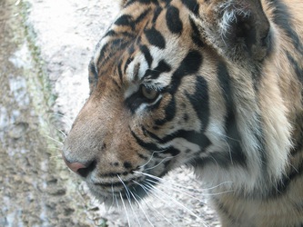 Louisville Zoo - Sumatrian close up