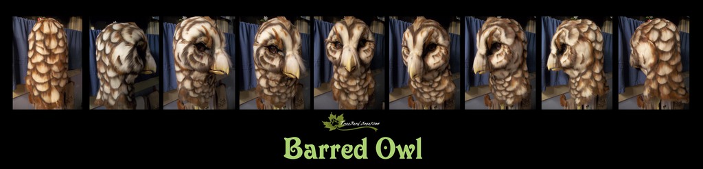Barred Owl Turnaround