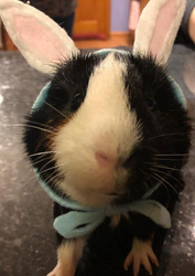 Bunny Pig Guinea Pig Costume gift