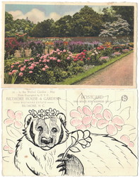 Badger postcard