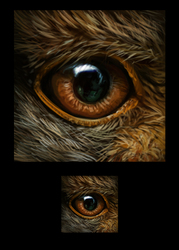 Griffin's Eye
