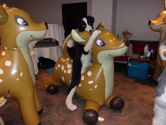 Border Collie riding a Deer inflatable.