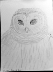 Woodbrooke barred owl