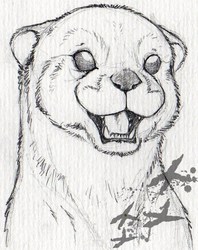 Otter Sketch