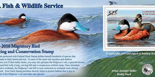 2015-16 Federal Duck Stamp (Adhesive Issue)