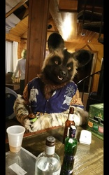 So an African Wild Dog walks into a bar..