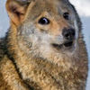 avatar of defaultwolf257