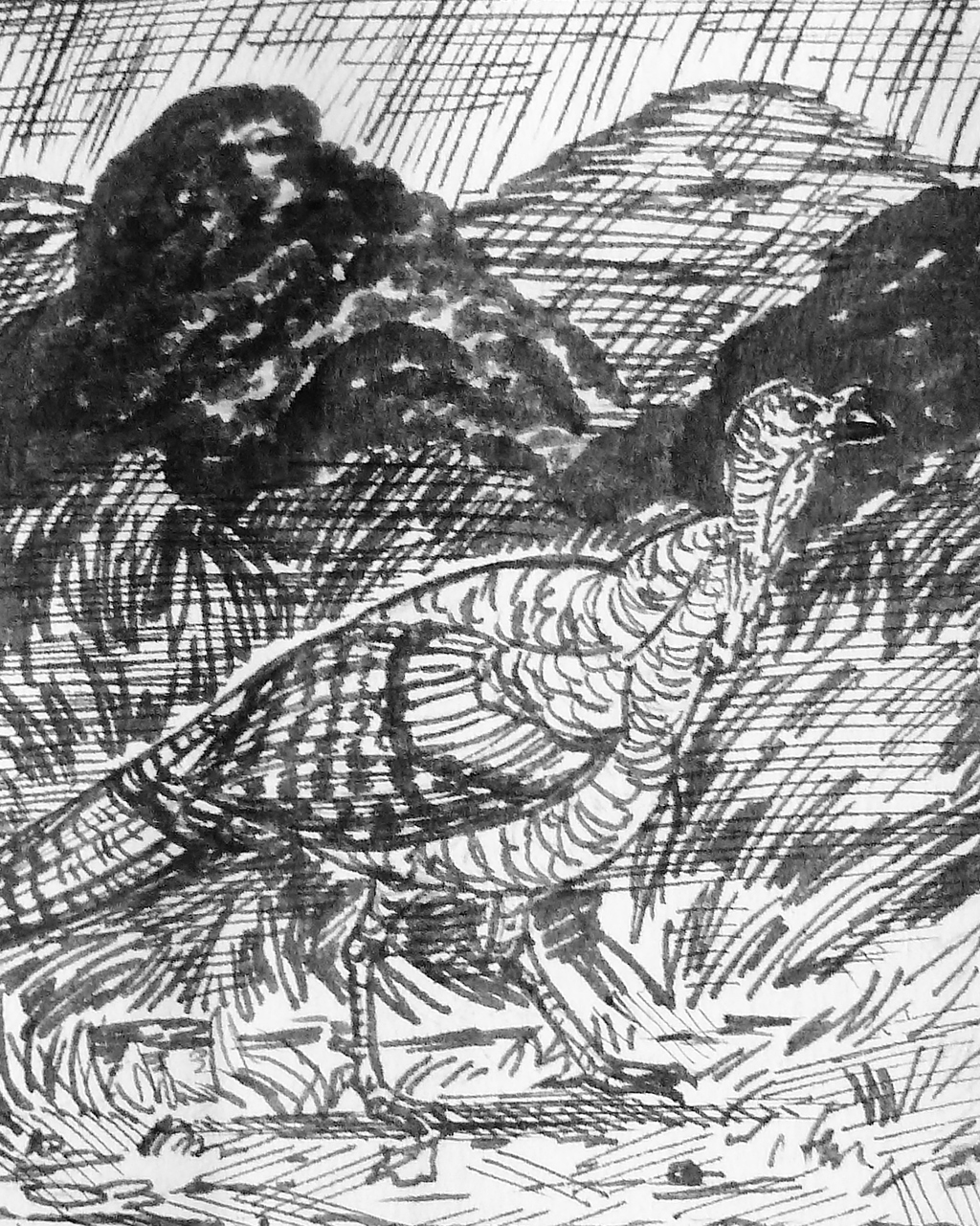 Inktober--Wild Turkey